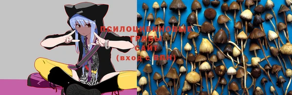 твердый Аркадак