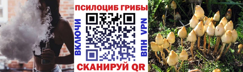 Галлюциногенные грибы Psilocybine cubensis  Сокол 